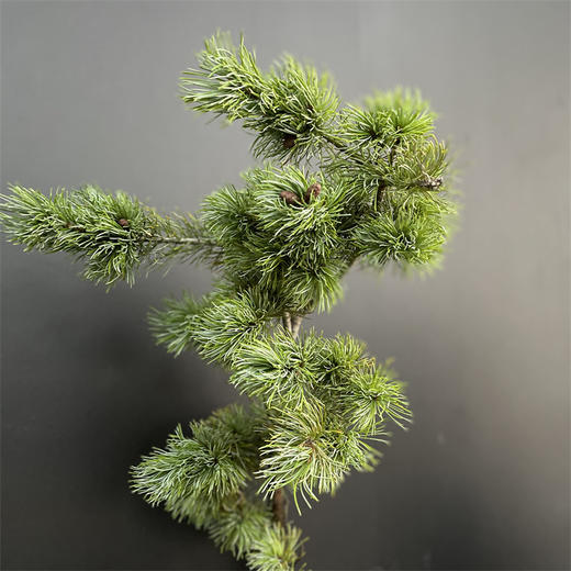 五针松一扎 商品图4