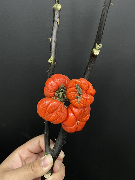 小南瓜鲜切花一扎 商品图8