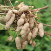 密云自家基地种植红皮鲜花生500g  每日现刨  颗粒饱满紧实  鲜嫩可口  花生味浓郁 商品缩略图6