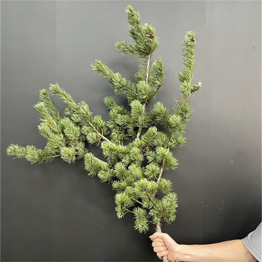 五针松一扎 商品图0