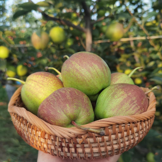 有机伏梨 商品图0