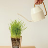 自然造物种开心植物盲盒儿童种植小盆栽办公室绿植花卉伴手礼七夕 商品缩略图2