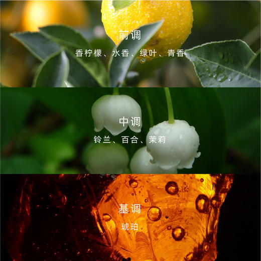 维也纳3好 绿野仙踪藤条香氛-艾瑞尔香氛 商品图2