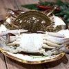 【顺丰冷链】野生速冻梭子蟹 1500g/4-6只 商品缩略图3