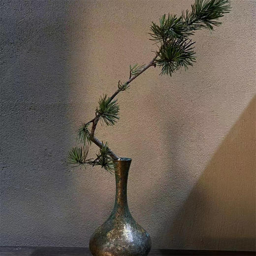 五针松一扎 商品图7