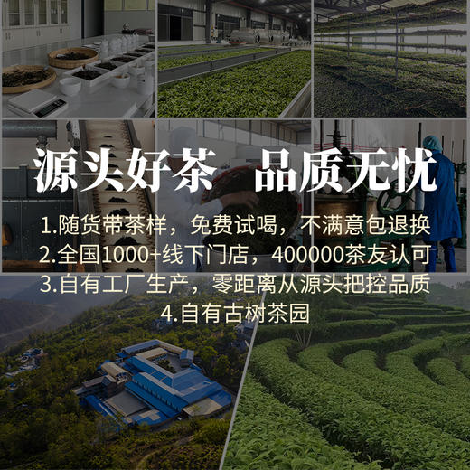 德丰昌【小龙珠·熟普】90克/盒 买1送1同款 商品图5