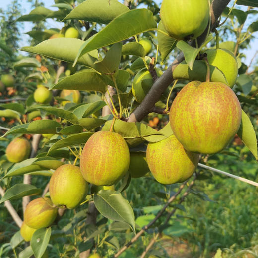 有机伏梨 商品图5