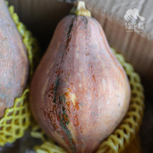 生态香芋南瓜 | 合作生产*Eco-Colocasia pumpkin | Coproducted 商品图5