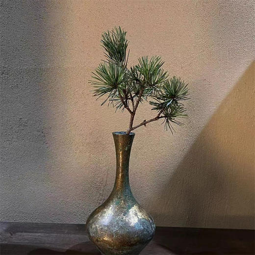 五针松一扎 商品图5