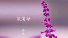 鼠尾草——名不惊人鼠尾草，圣人智慧全身宝 | 植物小课堂027