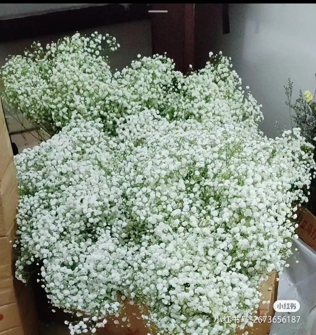 满天星白星1公斤