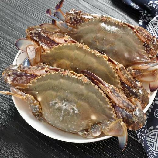 【顺丰冷链】野生速冻梭子蟹 1500g/4-6只 商品图7
