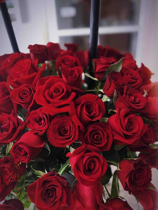 99枝红玫瑰告白爱心气球抱抱桶