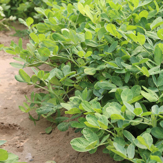 密云自家基地种植红皮鲜花生500g  每日现刨  颗粒饱满紧实  鲜嫩可口  花生味浓郁 商品图7