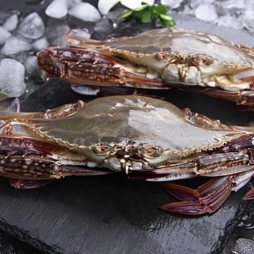 【顺丰冷链】野生速冻梭子蟹 1500g/4-6只 商品图2