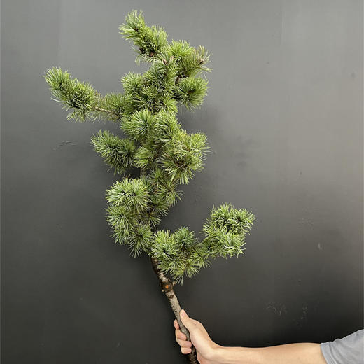 五针松一扎 商品图3