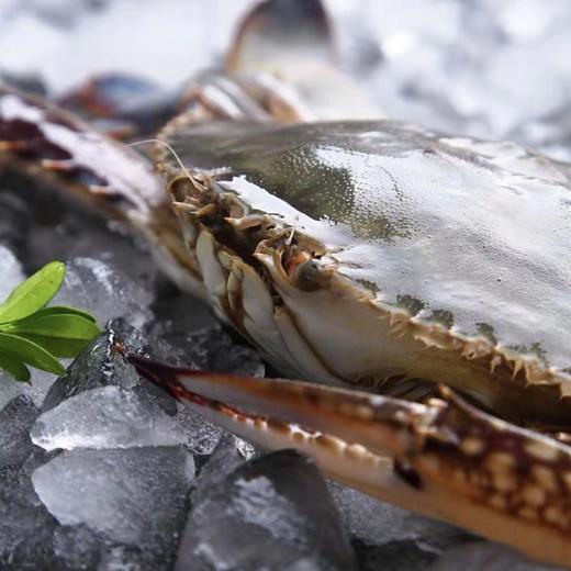 【顺丰冷链】野生速冻梭子蟹 1500g/4-6只 商品图1