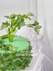 【0932】恶搞香菜款 商品缩略图1