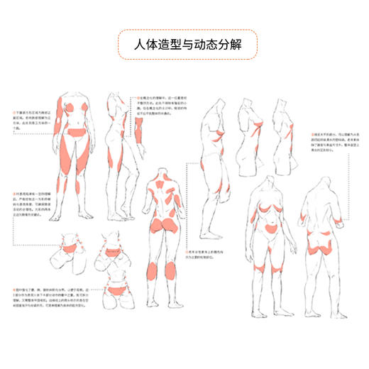造像 人体结构造型与角色设计 麻子老雷游戏动漫人体结构与角色设计幻想的艺术人物造型角色设定手绘奇幻生物绘画手绘本教程书 商品图4