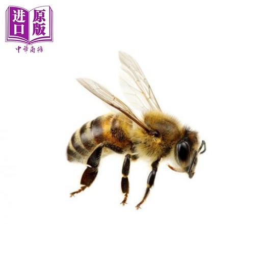 【中商原版】新加坡原版教辅 新版CPD Flashcards 幼儿英语启蒙抽认卡系列 昆虫（配教学活动） Insects(with activities) 商品图1