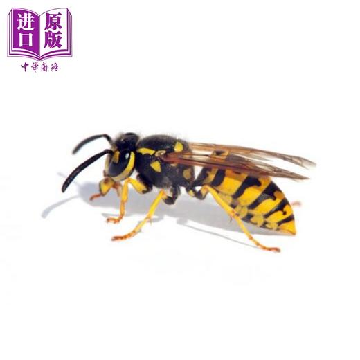 【中商原版】新加坡原版教辅 新版CPD Flashcards 幼儿英语启蒙抽认卡系列 昆虫（配教学活动） Insects(with activities) 商品图3