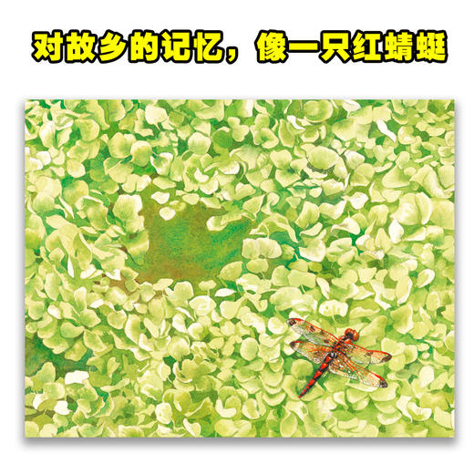 【凯迪克金奖】诺贝尔科学馆：西洋菜（精） 商品图2