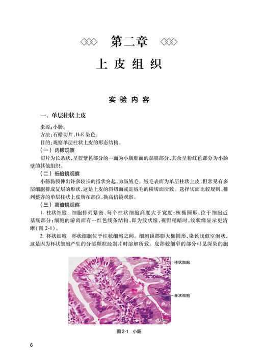 组织学与胚胎学实验 第3版 全国高等中医药教育配套教材 供中医学类护理学等专业用 刘黎青葛钢锋 人民卫生出版9787117332453 商品图4