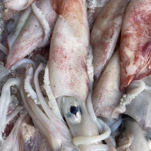 〔象山码头直发包邮17〕码头海鲜野生梭子蟹/鲳鱼/带鱼/深海黄鱼/野生花蛤/海钓鲷鱼/红膏青蟹/芒种虾皮/带膏小管/泥蛏子/斑节虾/翡翠鲍鱼/章鱼/琵琶虾/皮皮虾/小船红虾/墨鱼干 商品图13