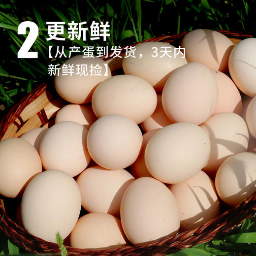 【两份立减20元 密农特色 必买榜单】农家安鲜柴鸡蛋 土鸡蛋  纯粮喂养0激素 30枚 包邮装 商品图2