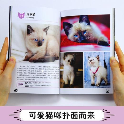 小猫 日本日贩IPS 著 科普读物 商品图3