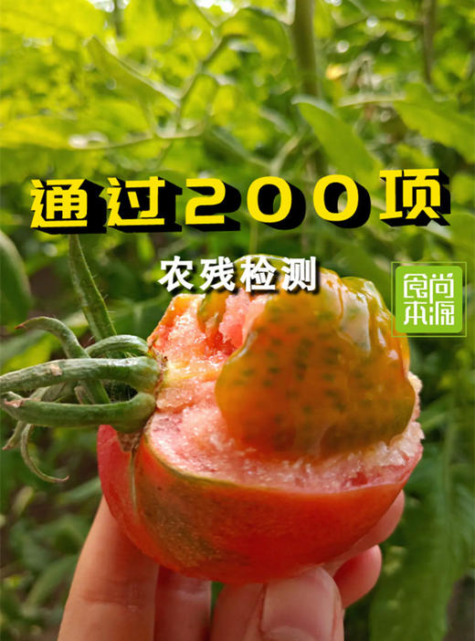 苹果青番茄30年前的北京本地品种/4斤/礼盒装/京东顺丰包邮 商品图0