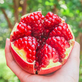 【河阴·突尼斯软籽石榴】 可以喝的“雅诗兰黛”  石榴 软籽石榴 皮薄肉厚  爆甜多汁  现摘现发 老少皆宜