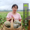 生态香芋南瓜 | 合作生产*Eco-Colocasia pumpkin | Coproducted 商品缩略图1