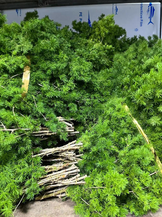 蓬莱松  若干枝/扎 商品图8