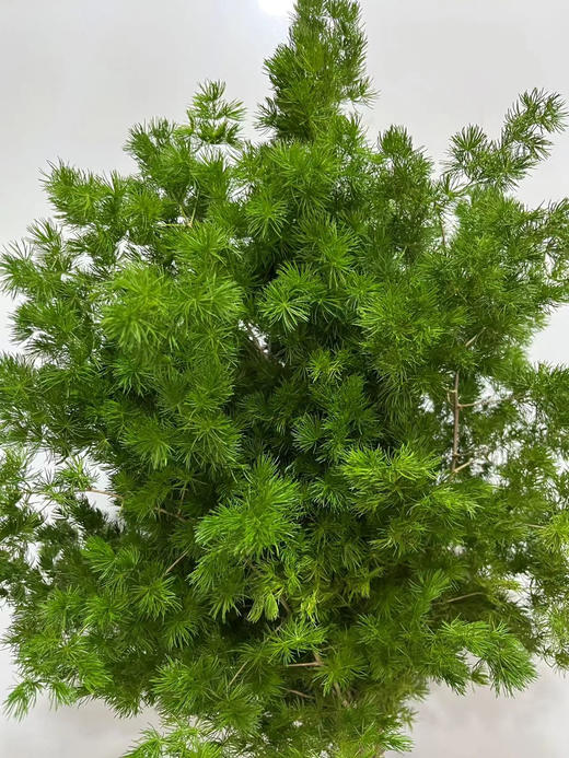 蓬莱松  若干枝/扎 商品图6