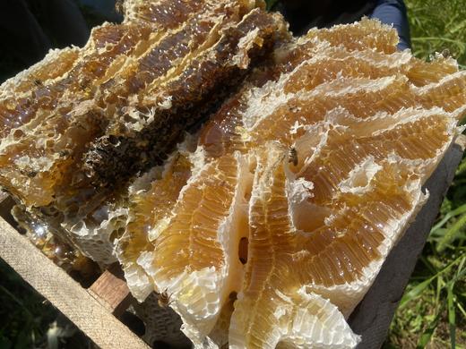 高山土蜂蜜 纯正土蜂蜜 商品图5