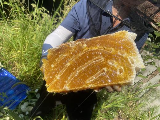高山土蜂蜜 纯正土蜂蜜 商品图1