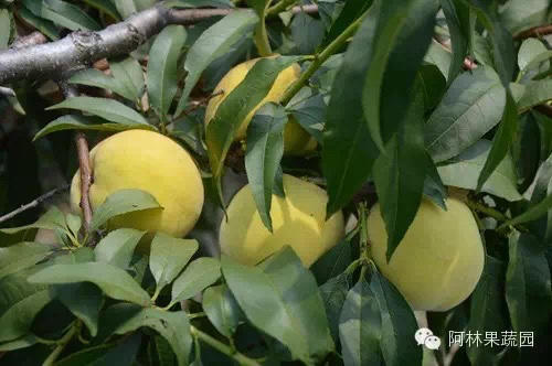 黄桃（9个礼盒装） 商品图1