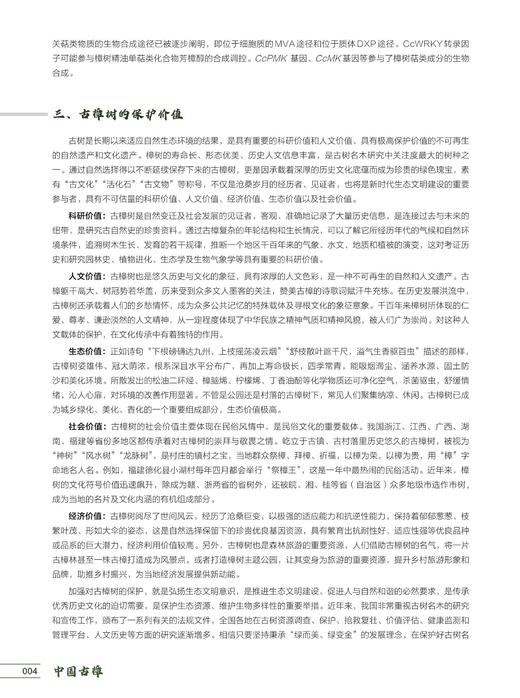 中国古樟1671
 商品图7