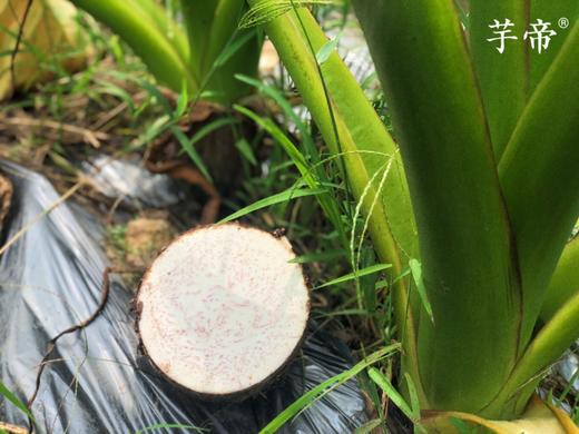 广西特产【正宗荔浦芋头】粉糯香甜 “芋”罢不能 乾隆钦点 原产地直发！ 商品图8