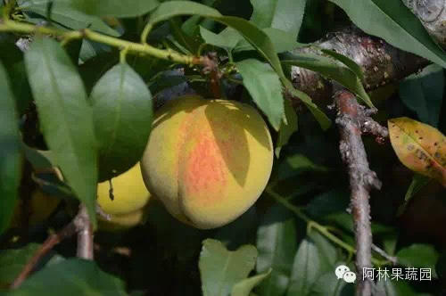 黄桃（9个礼盒装） 商品图0