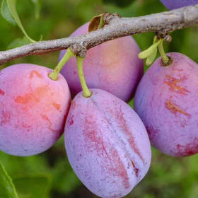 陕西礼泉西梅5斤装【原产地直供，纯甜爽口】