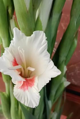 剑兰·奶油红心