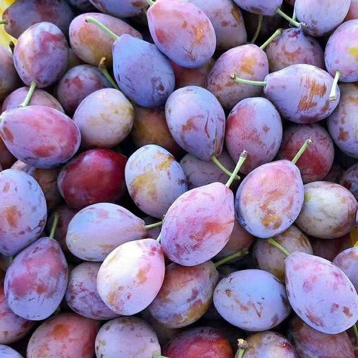 陕西礼泉西梅5斤装【原产地直供，纯甜爽口】 商品图3