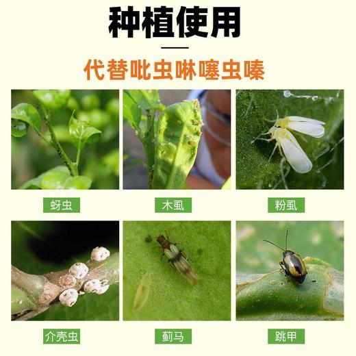 呋虫胺（升级版）种植园艺卫生杀虫防治介壳虫蚜虫小黑飞蓟马跳甲 商品图4