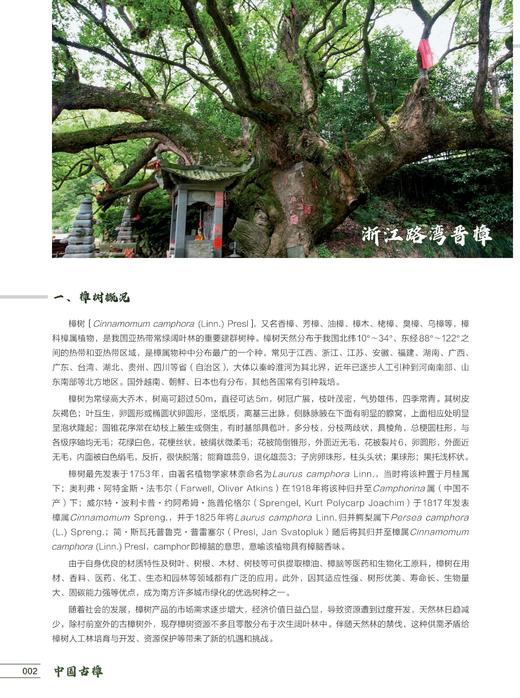 中国古樟1671
 商品图5