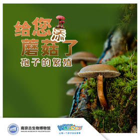 【南京】给您添“蘑菇”啦—孢子的繁殖