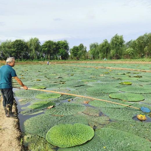 丨生态丨水八仙鲜鸡头米400g 芡实  收到记得冰箱冷冻 商品图7