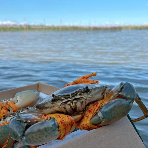 三门青蟹 原产地顺丰发货 商品图1