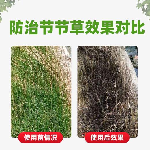 节节草专杀套装 2甲4氯钠二甲铵盐 节节草笔筒草死根草剂1套3包 商品图1